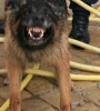 Agents cynophile de sécurité-Maitre-chien-Formation maitre-chien de sécurité 06-83-13